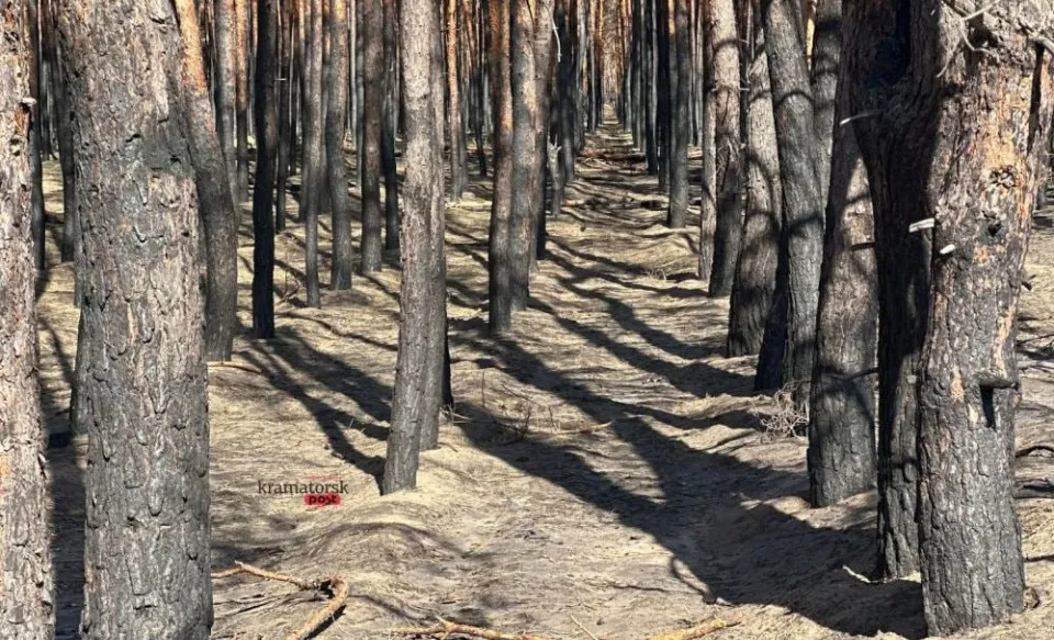 ліс у Національному парку ”Святі гори”