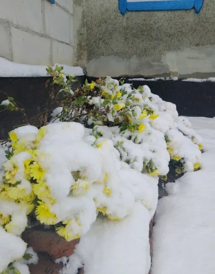 перший сніг в Старобільську