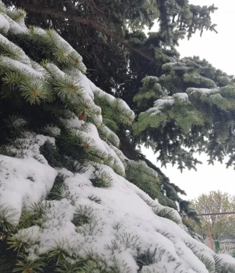 перший сніг в Міловому