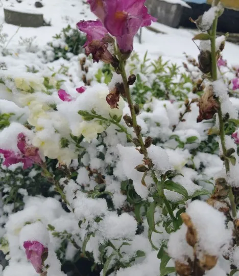 перший сніг в Міловому