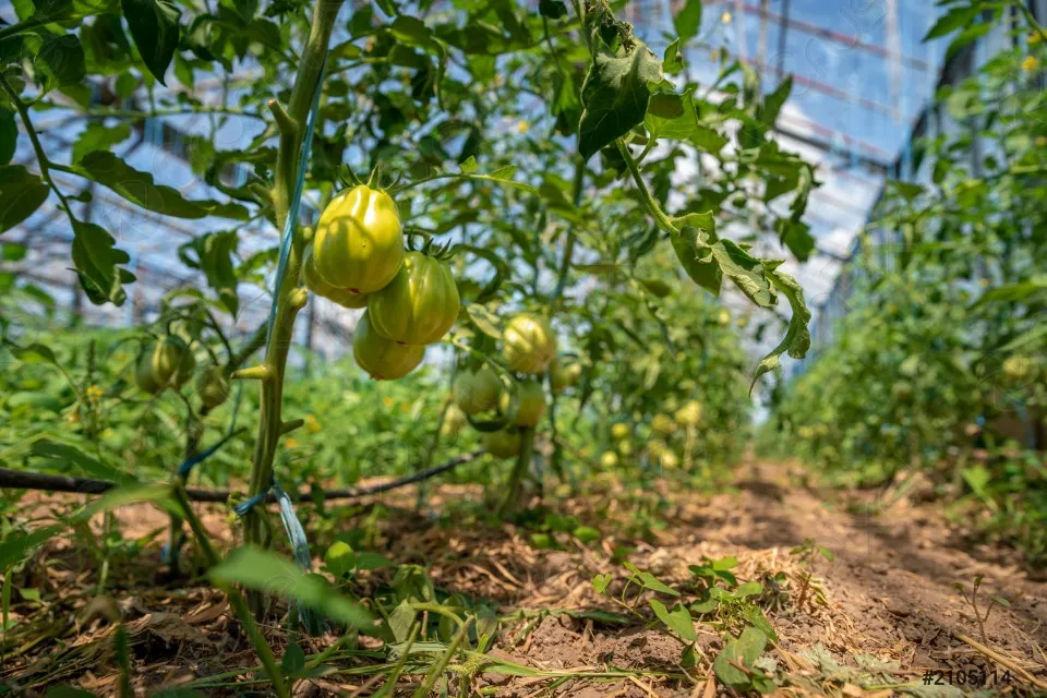 тепличний бізнес у Києві