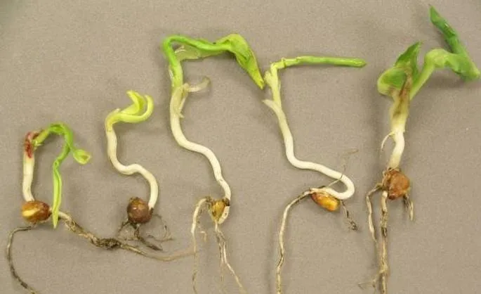 проростання насіння кукурудзи