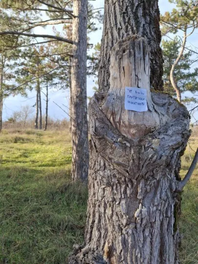 рух спротиву “Жовта Стрічка”