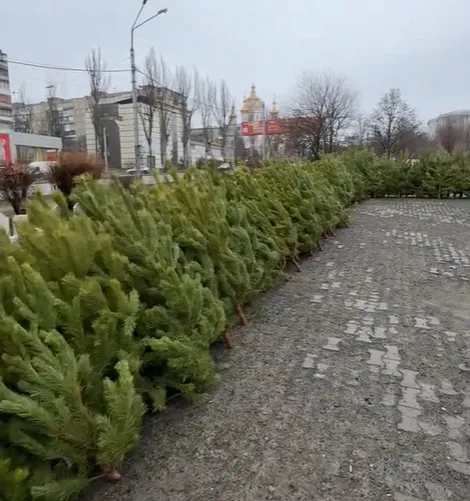 Ялинки у Донецьку. ціни