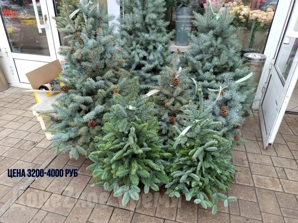 Ялинки у Донецьку. ціни