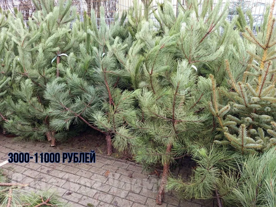 Ялинки у Донецьку. ціни