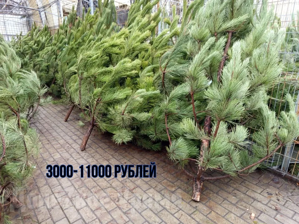 Ялинки у Донецьку. ціни