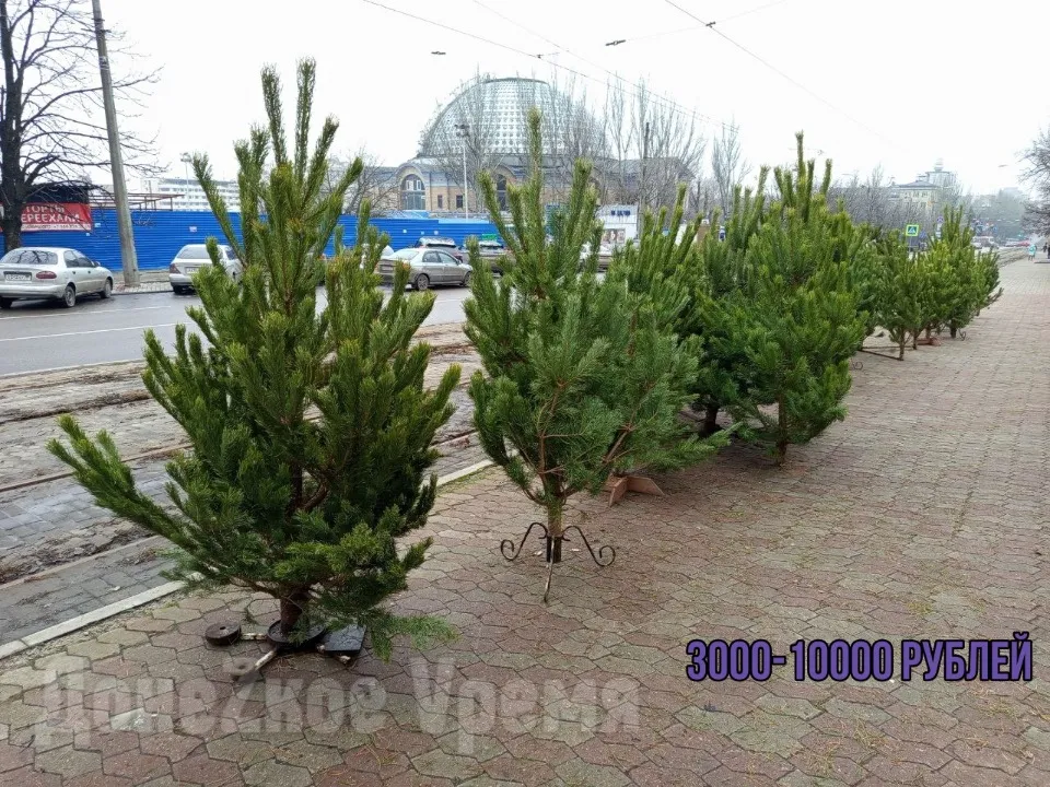 Ялинки у Донецьку. ціни
