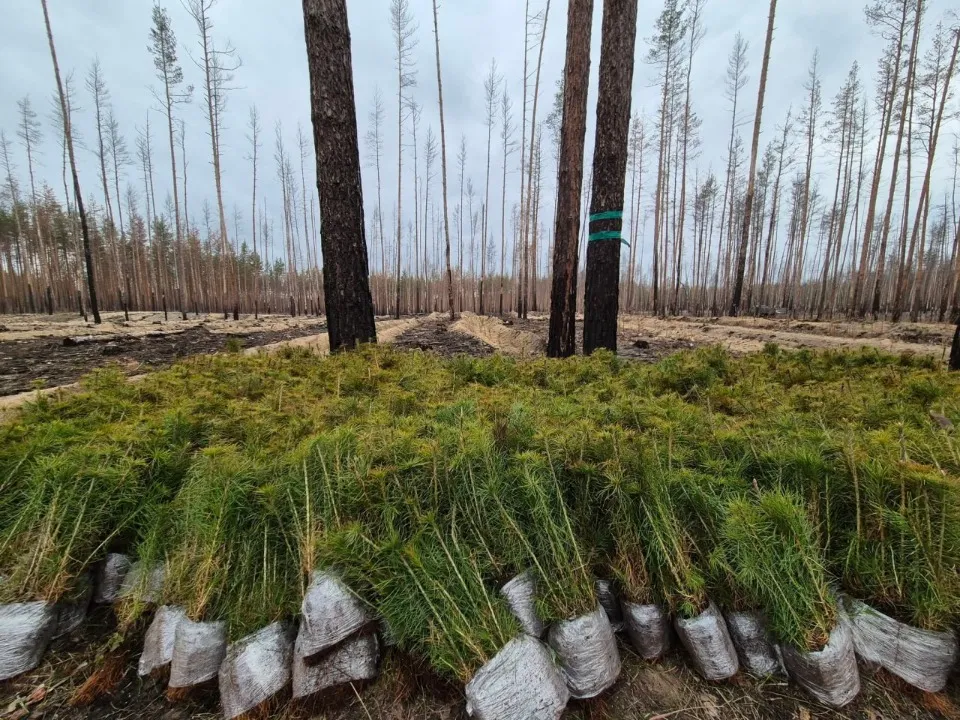 насадження лісу