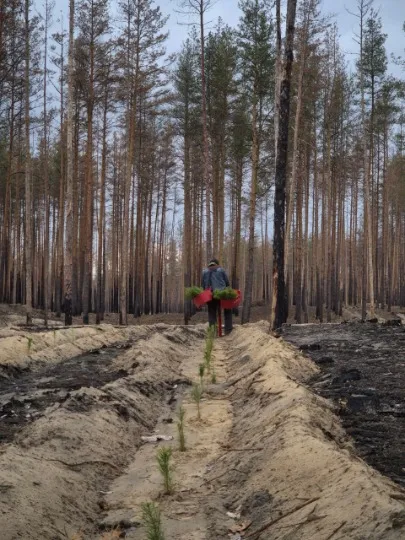 насадження лісу
