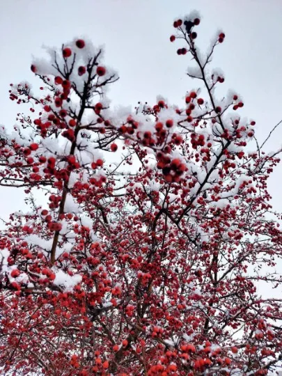 Лугопарк імені Гурова, Маріуполь