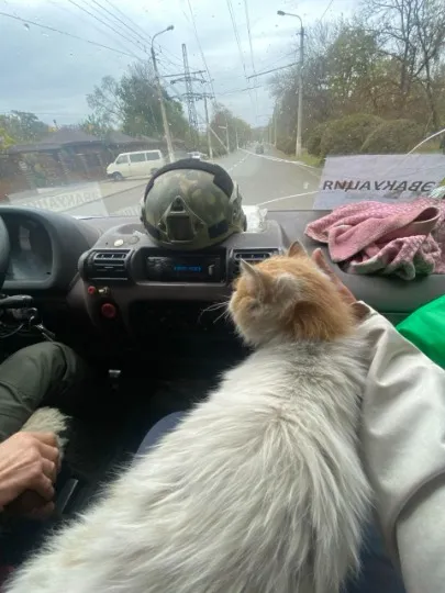 Евакуація тварин з Торецька