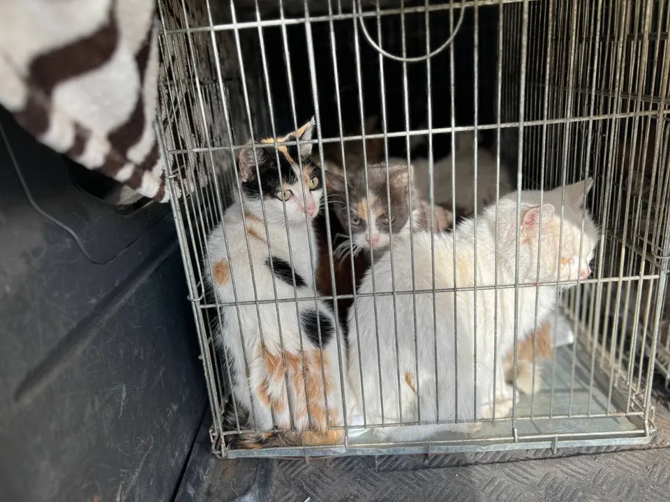 Подальша евакуація тварин з Торецька до безпечних місць