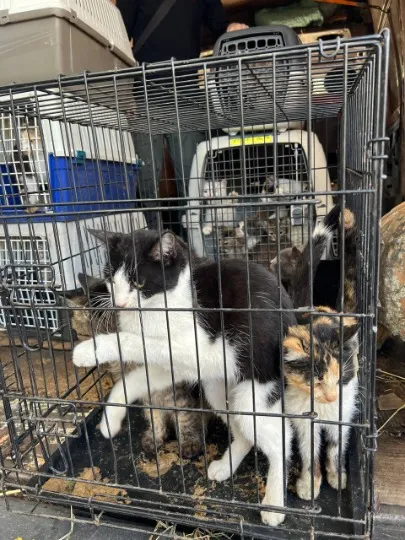 Подальша евакуація тварин з Торецька до безпечних місць