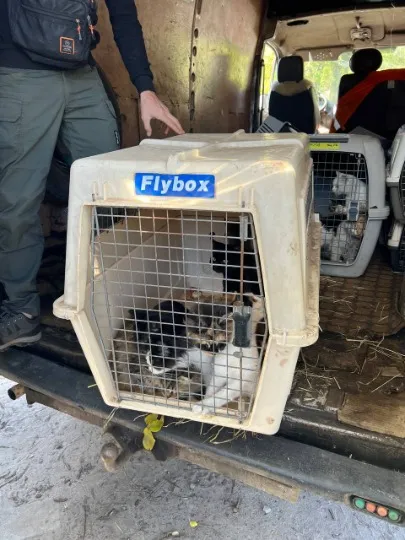 Подальша евакуація тварин з Торецька до безпечних місць