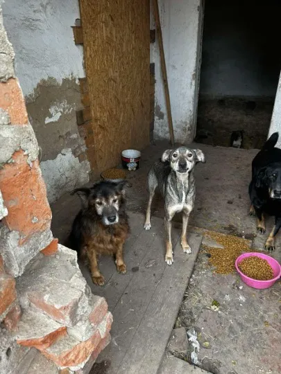 Собаки, яких вивезли із Торецька