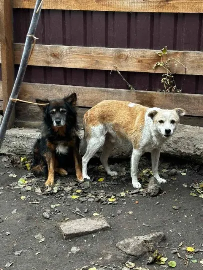 Собаки, яких вивезли із Торецька