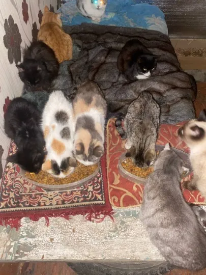 Коти, яких вивезли із Торецька