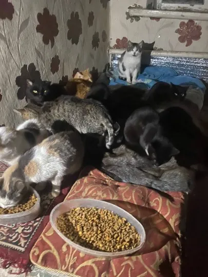 Коти, яких вивезли із Торецька