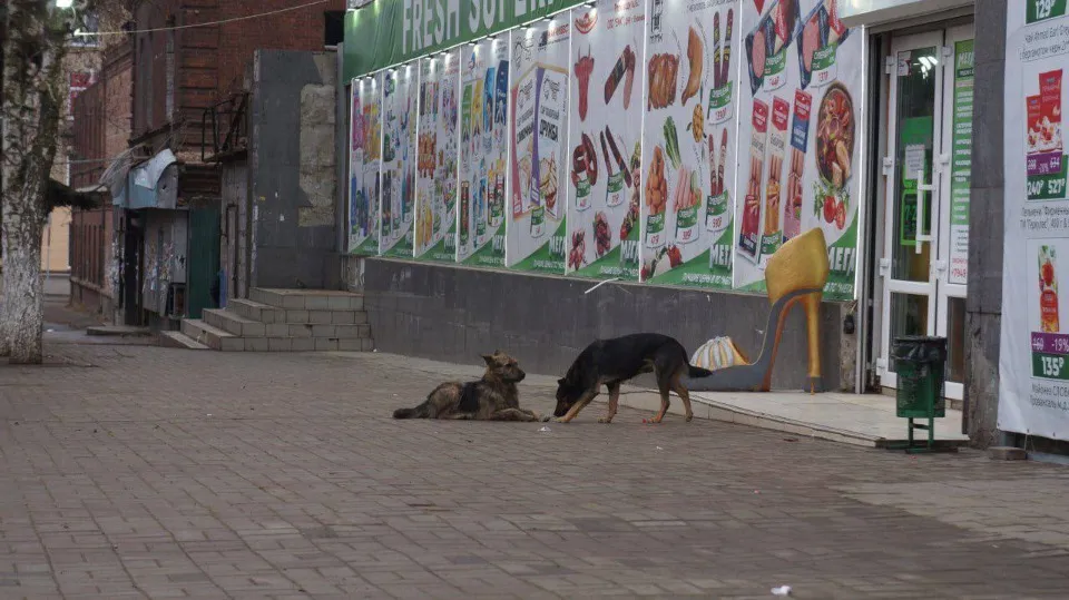 Маріуполь, центр, безпритульні собаки